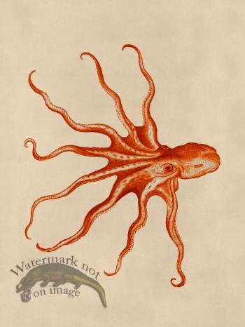 Octopus Orange 29